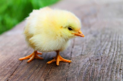 계란값 8000원 돌파 위기…대형마트의 비상 작전, 소비자 혜택은?