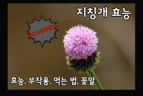 지칭개의 효능 6가지와 먹는 법, 꽃말, 부작용