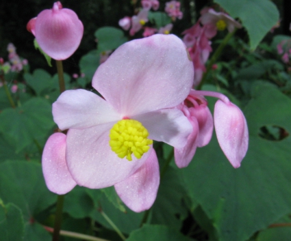 겨울 꽃 베고니아