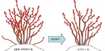 가지치기 요령 도구소독 새순유도 수형잡기 건강하게 키우기_7