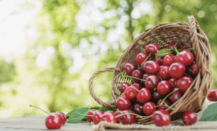 체리의효능몸에좋은이유