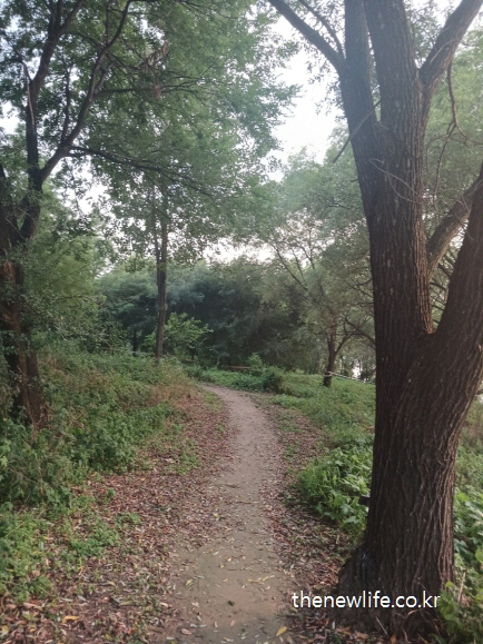 서울 맨발 걷기 좋은 장소 &ndash; 커다란 나무 옆으로 부드럽게 굽이진 자연형 진흙길