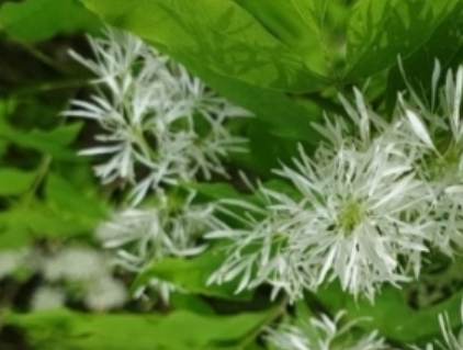 물푸레나무-잎-꽃