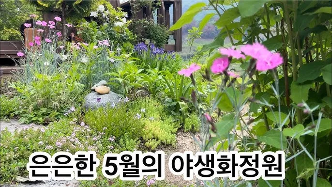 5월의 야생화 백화등 소리쟁이 낮달맞이꽃 알프스민들레_6