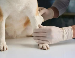 강아지 다리 절뚝거린다면? 이 글 놓치면 수술까지..