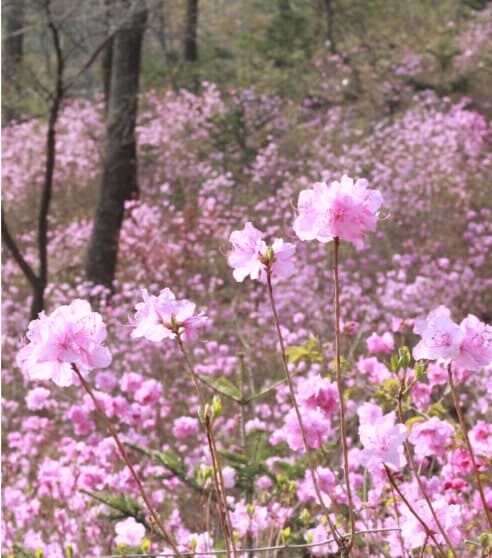 2025 화담숲 봄 수선화 축제