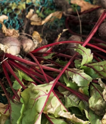 비트 효능 및 부작용 먹는 방법 칼로리 소변색