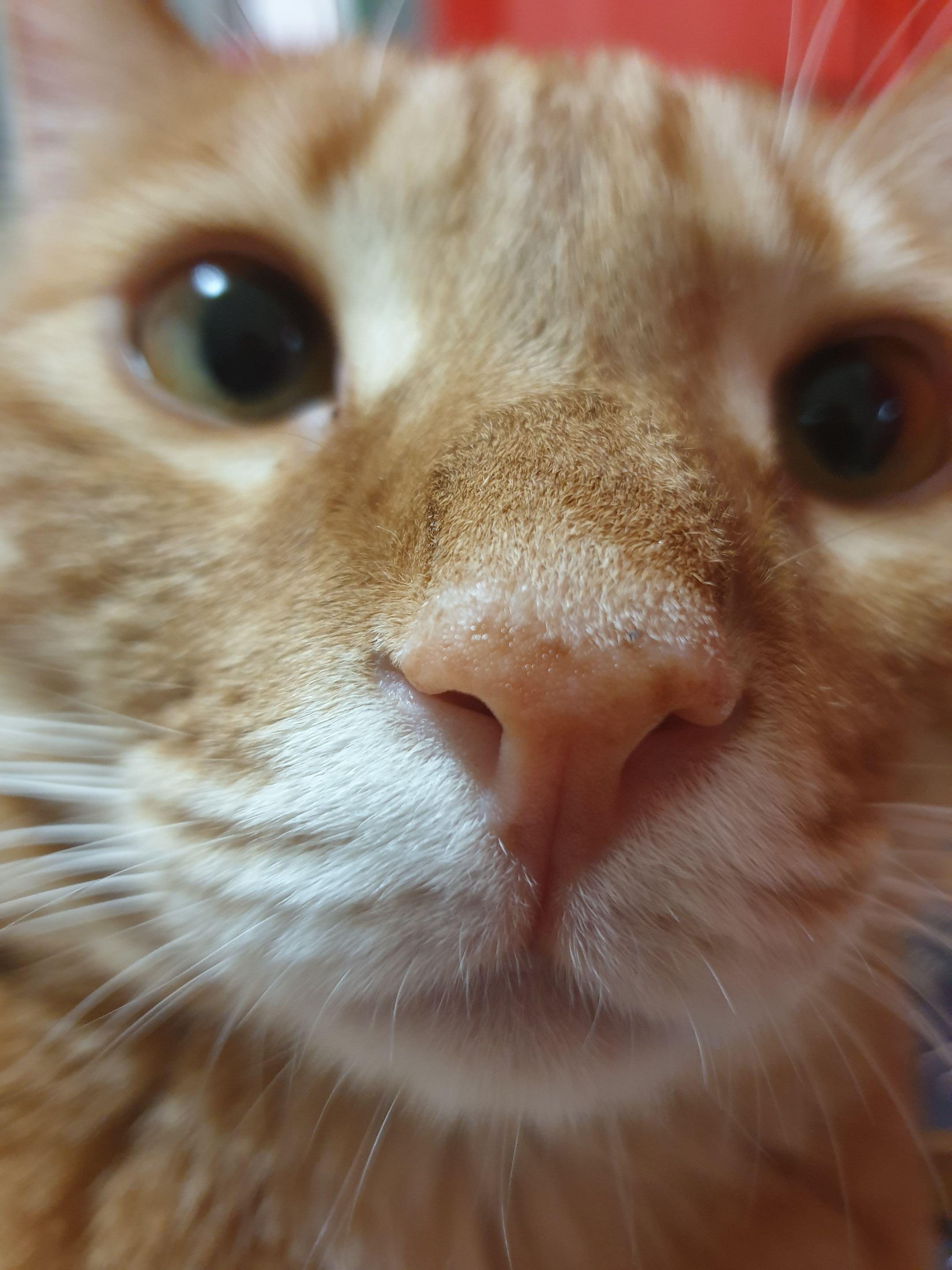 고양이 건강검진5