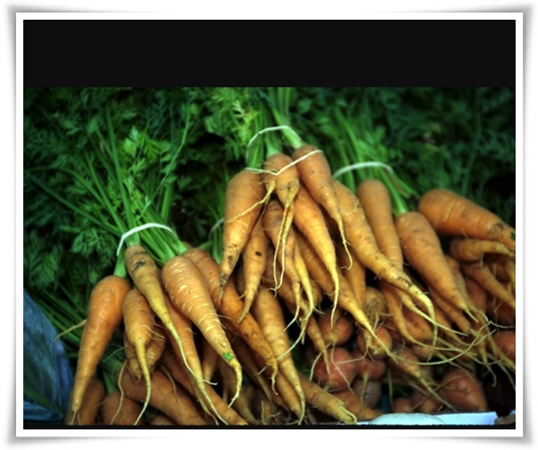 8월에 심기 좋은 텃밭 작물, 풍성한 수확을 위한 최고의 작물 추천