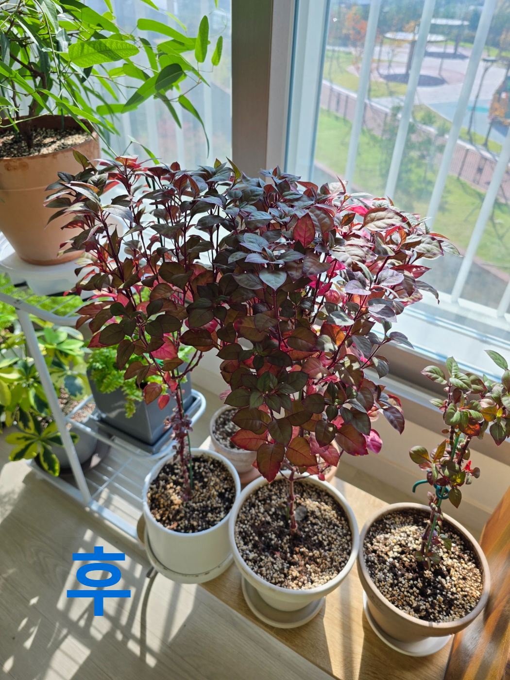 퍼플프린스분갈이 후