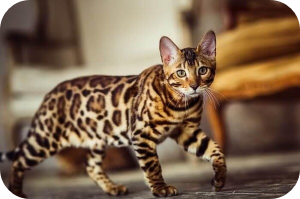 벵갈 이미지 출처: 온라인 커뮤니티