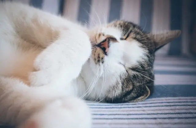 알몸 꿈 해몽, 옷을 벗고 있는, 벗은 꿈 해몽