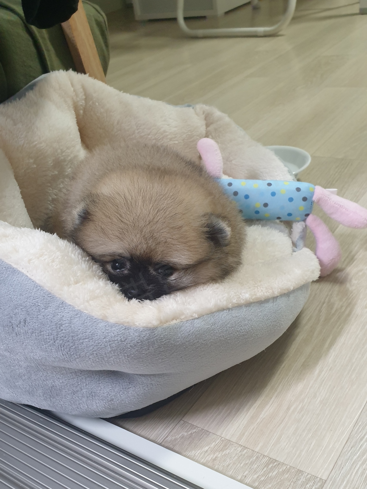 강아지 애착 인형
