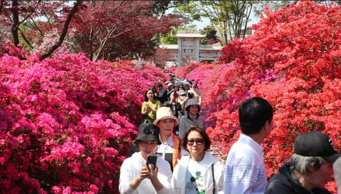 지금 꼭 가봐야할, 강진 남미륵사 서부해당화 꽃구경🌸