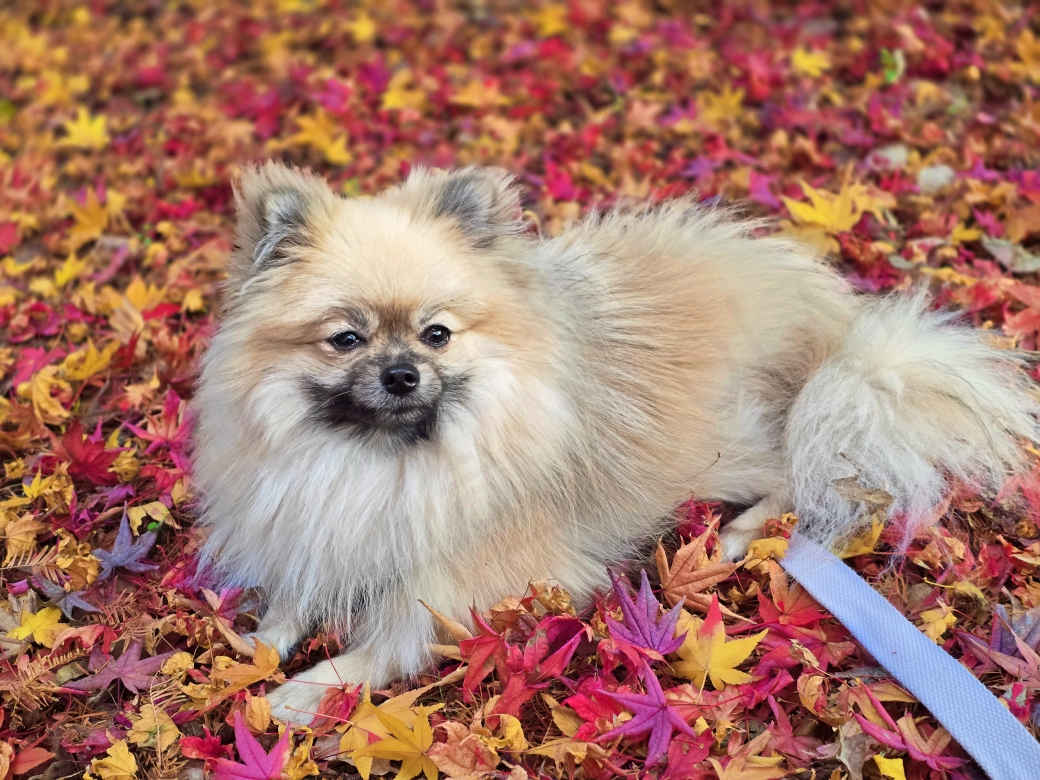 알록달록 단풍 위에 앉아있는 강아지