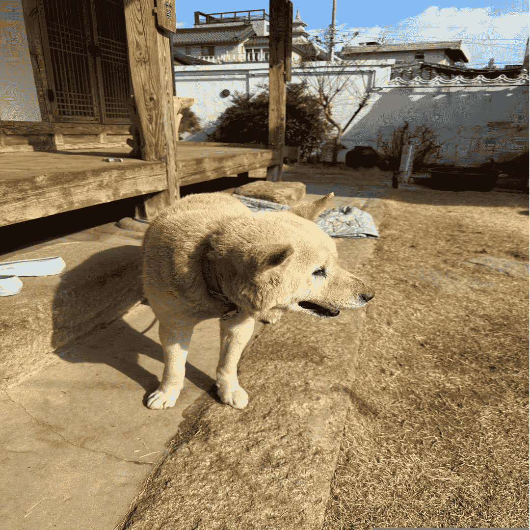 경주-숙소에서-본-강아지