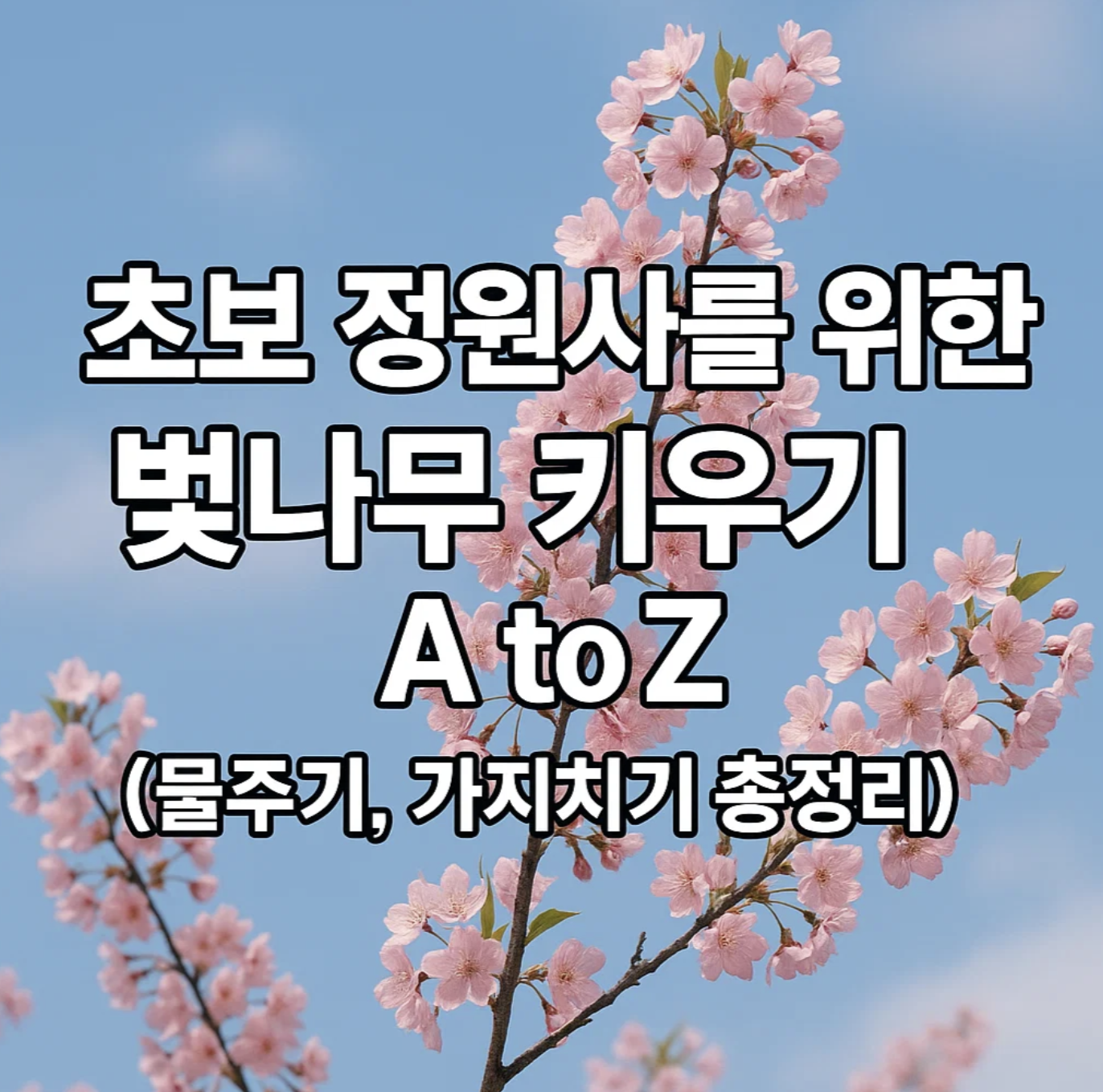 초보 정원사를 위한 벚나무 키우기 A to Z (물주기, 가지치기 총정리)
