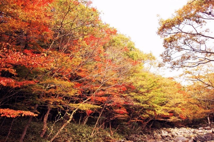 2025 제주도 단풍명소 TOP5|꼭 가봐야 할 곳들 관련 사진