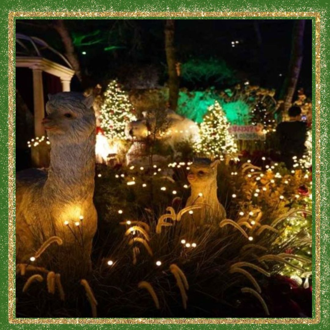 대구/네이처파크/미라클/크리스마스