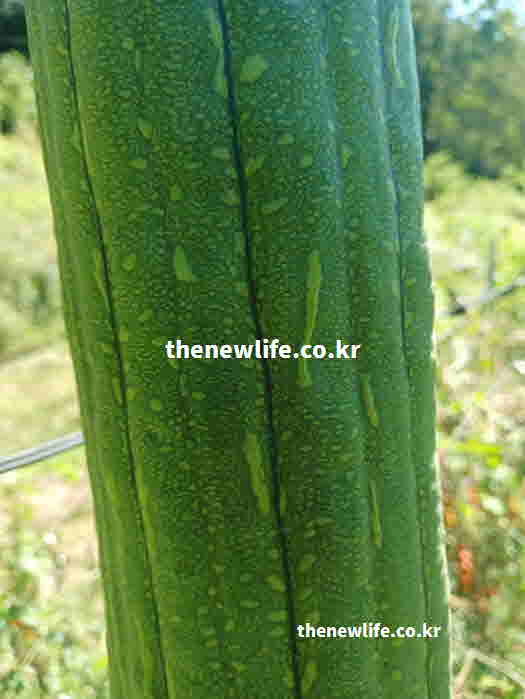 수세미 효능 피부 보습