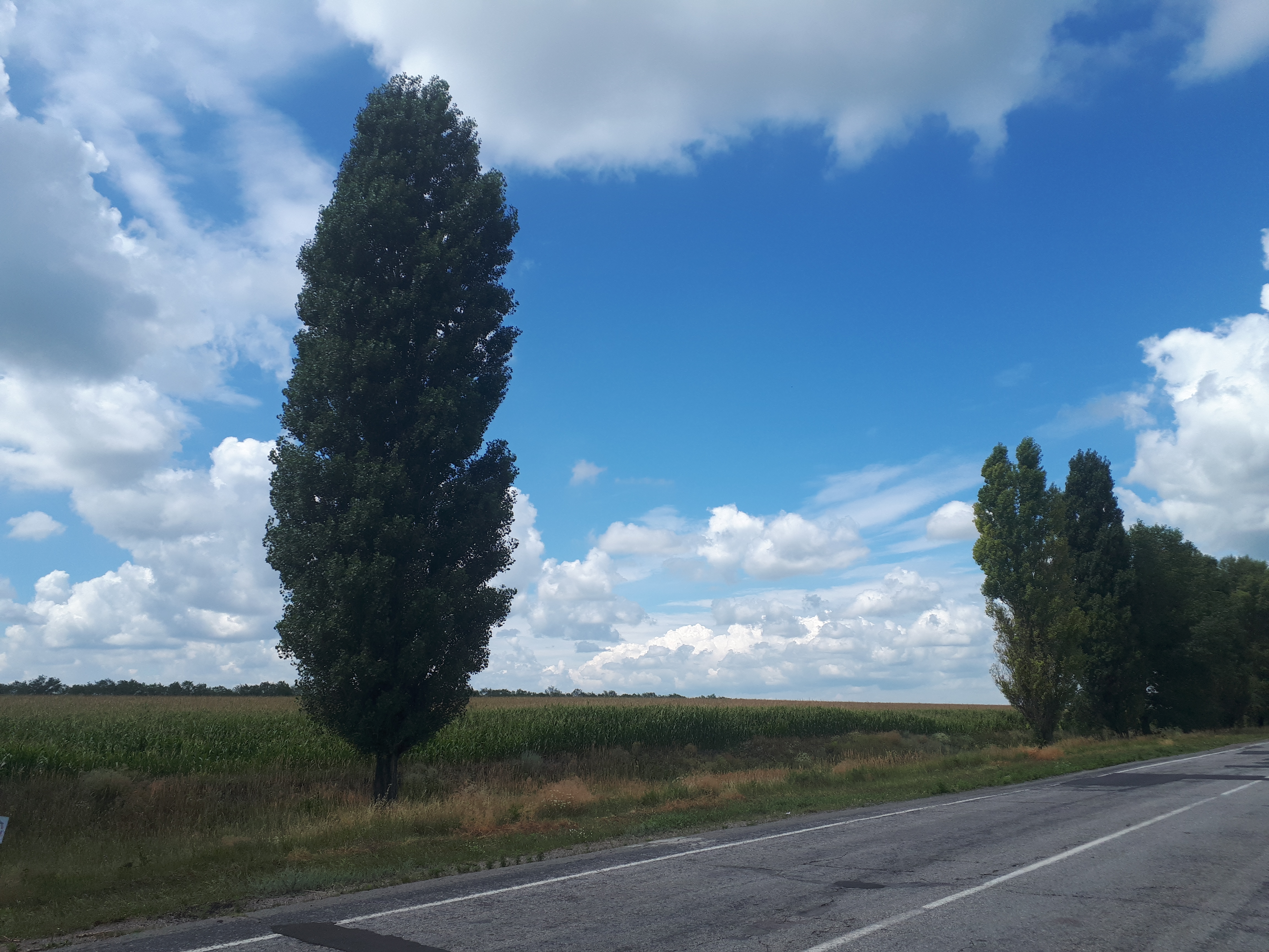 우크라이나 푸쉬카리우카 야생화 들판의 나무