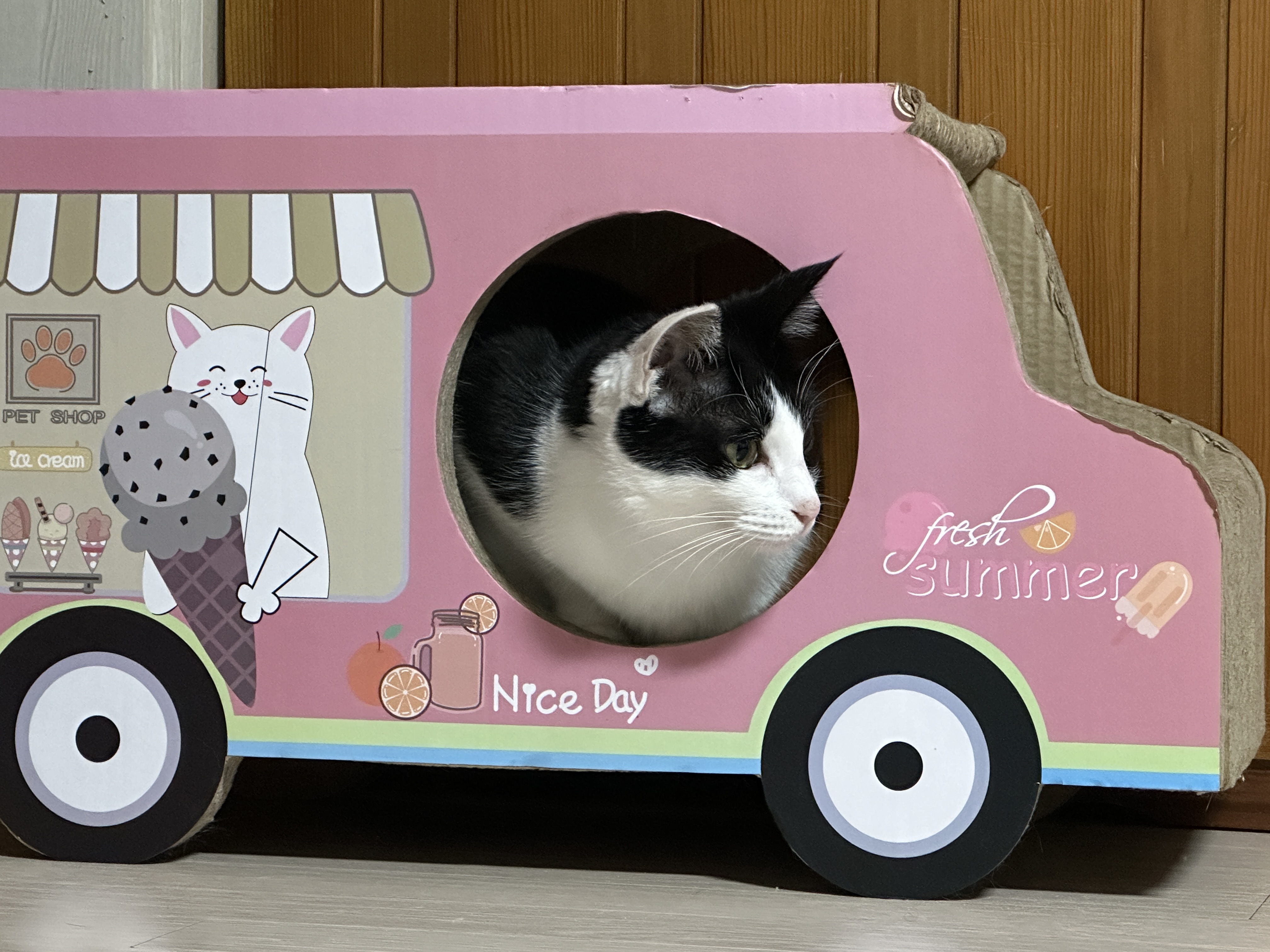 핑크색_스크래쳐_안에_있는_두리