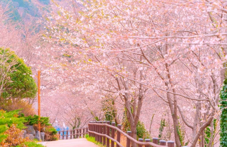 진해 벚꽃공원