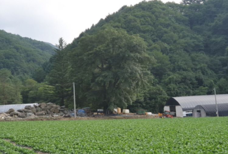 백두대간 트레일