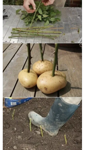 장미 삽목하는 방법 집에서 쉽게 번식하는 팁_18