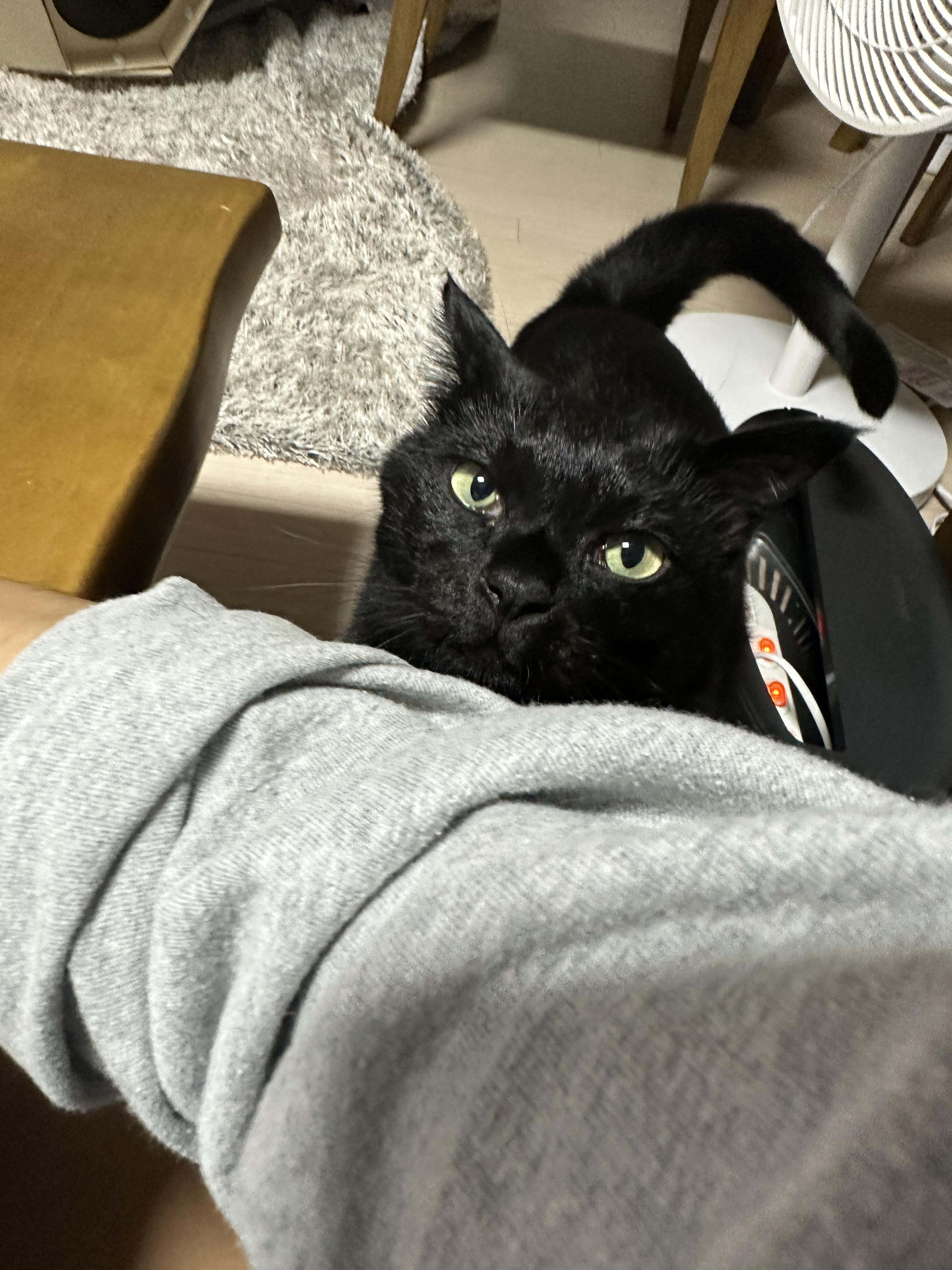 똑똑한 고양이 건이가 엄마한테 관심을 요구하는 방법 (feat. 애교많은 고양이)