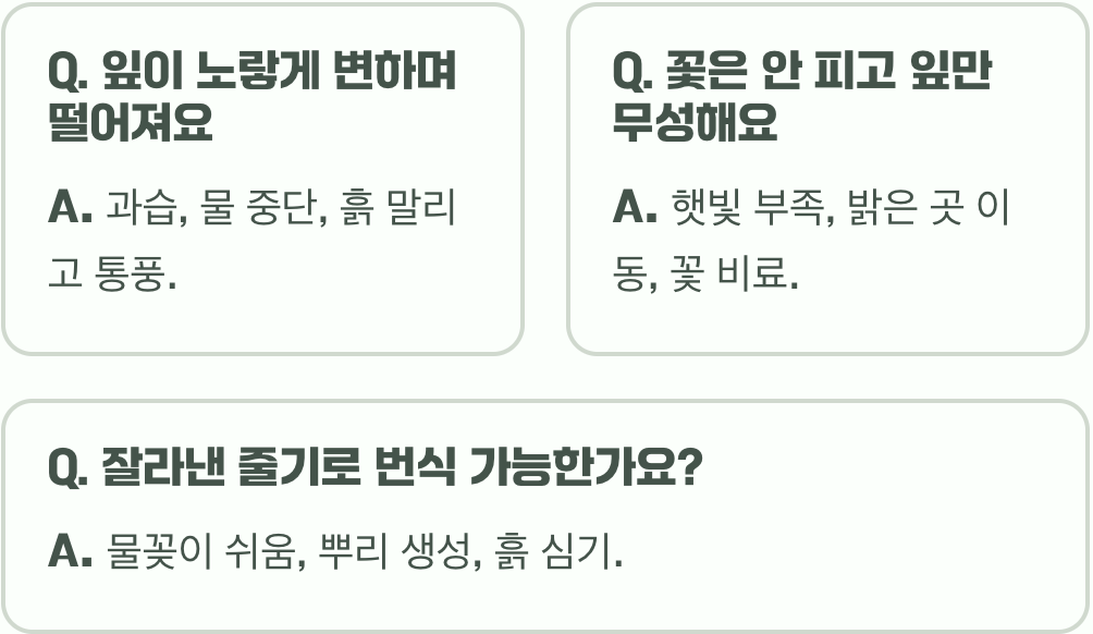 하늘의 요정&amp;#44; 삭소롬 키우기 A to Z