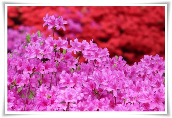 "철쭉" 봄을 수놓는 붉은 유혹, 당신이 몰랐던 화려한 비밀의 꽃!
