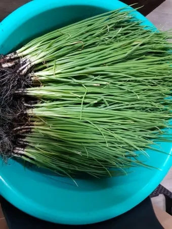 텃밭 부추 쪽파 재배 다년생 관리 수확주기 웃거름 월동_20