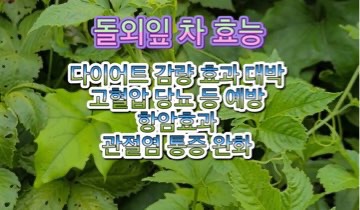 돌외잎_이란_가루_추출물_차_다이어트_효능
