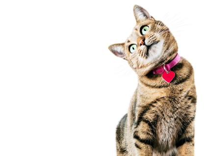 고개를 기울이는 고양이.