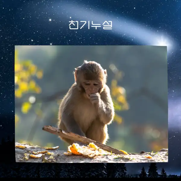 원숭이가 나오는 꿈해몽