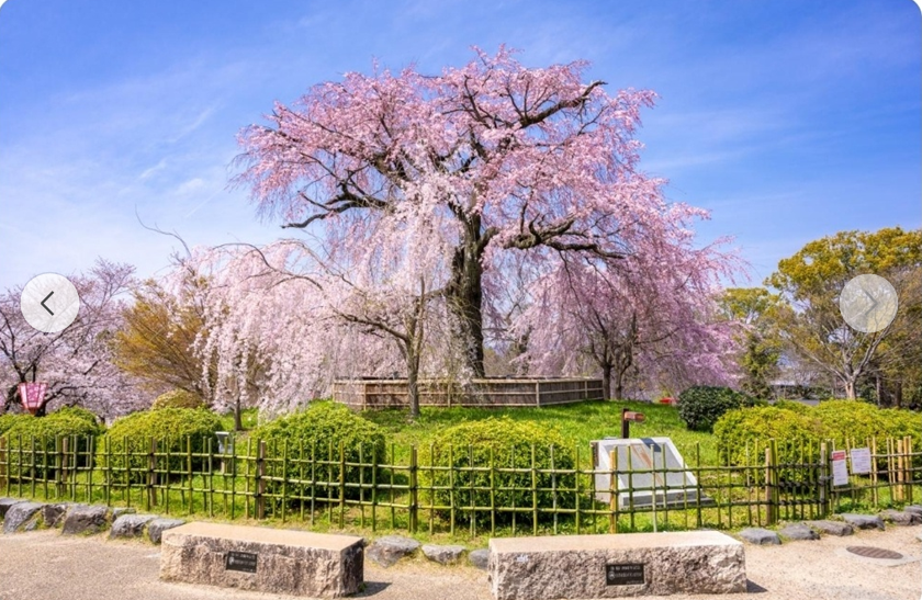교토 마루야마 공원 시다레자쿠라