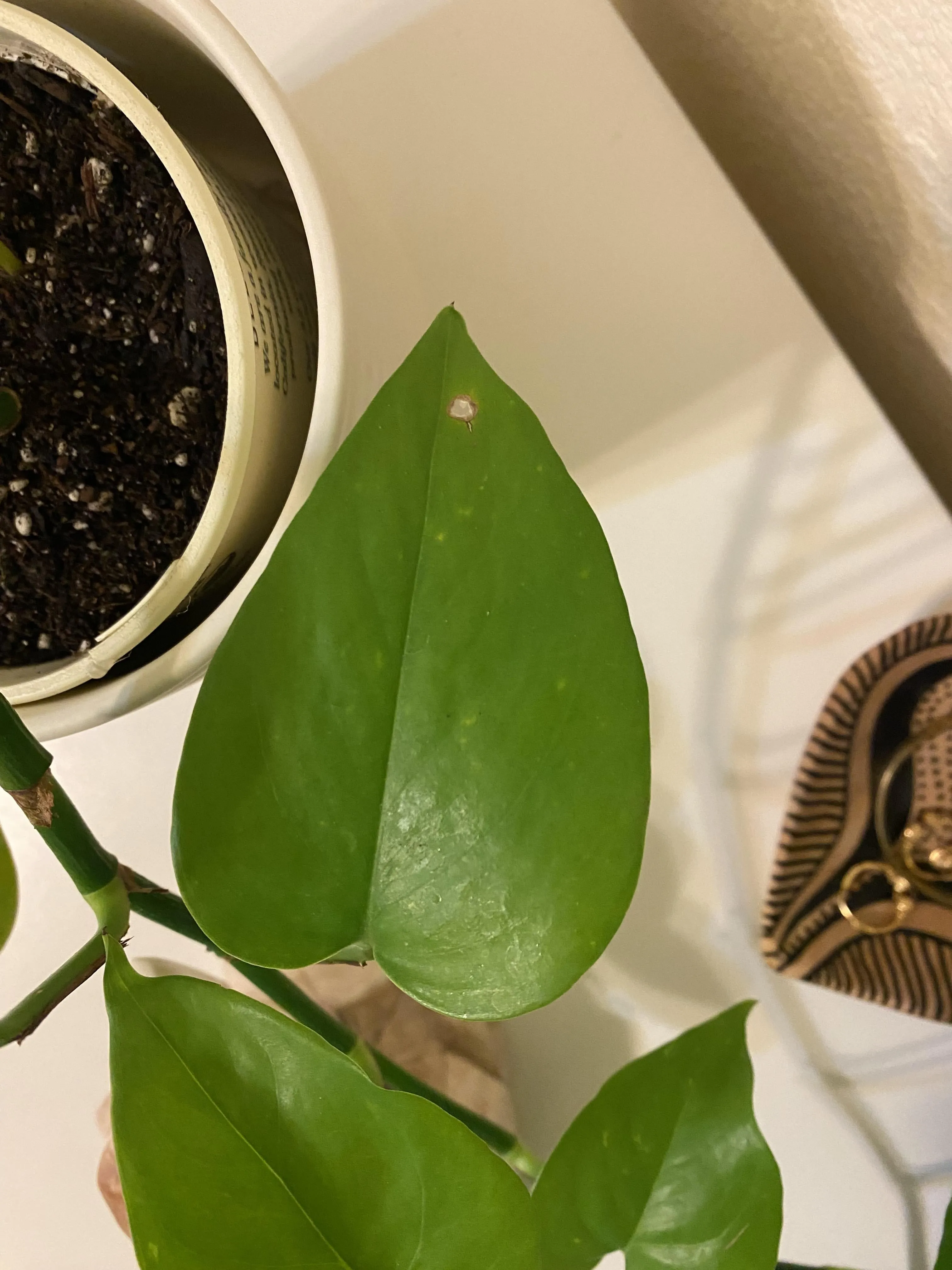 실내식물 초보 체크리스트 물주기 빛 습도 분갈이 한눈에 정리_6