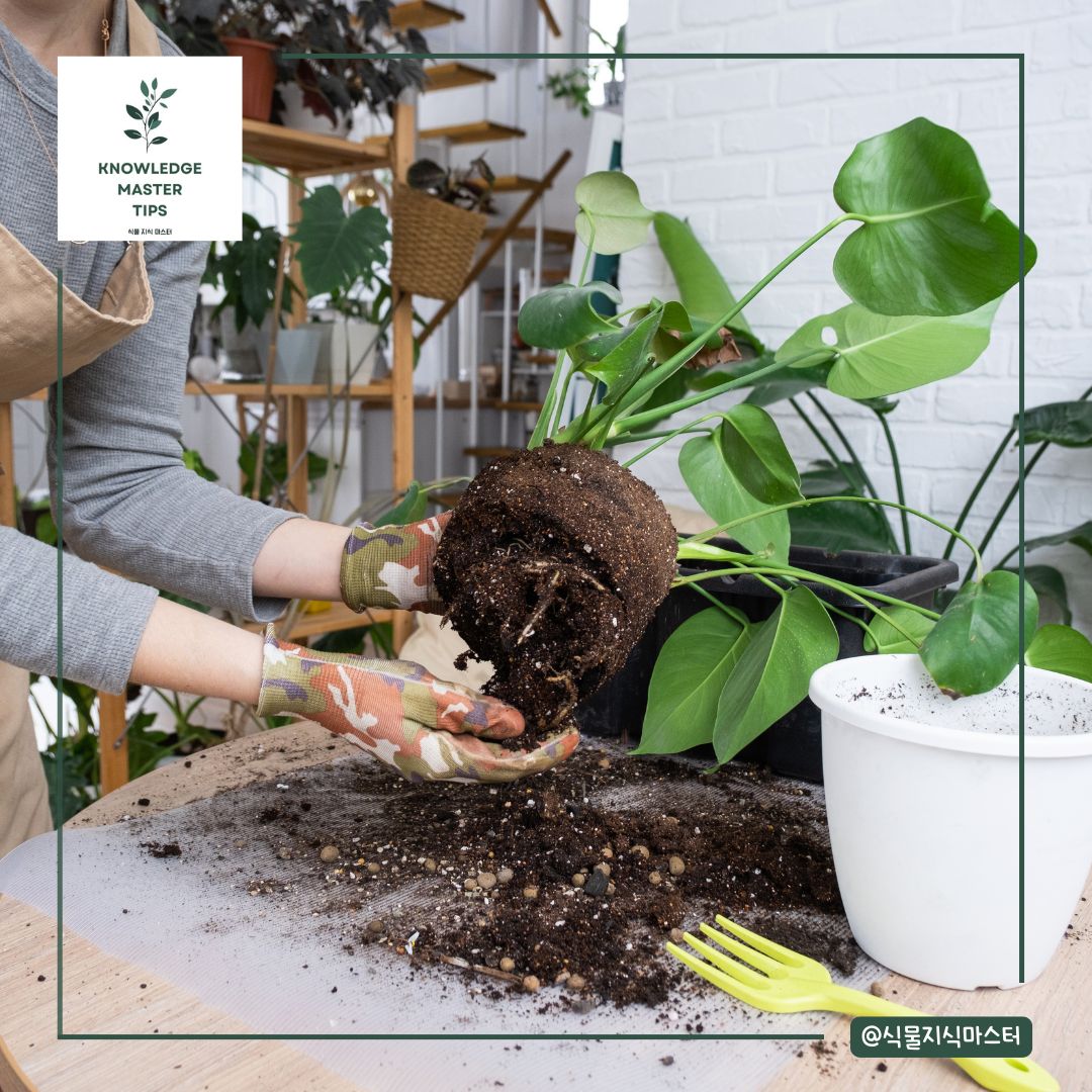 몬스테라 분갈이 언제 해야 할까?