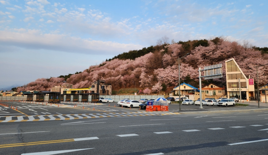 화부산 벚꽃