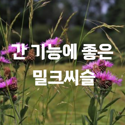 국화과 식물인 밀크씨슬은 간기능에 효과적!