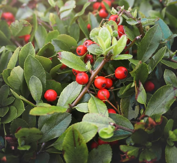 마가목 열매 효능