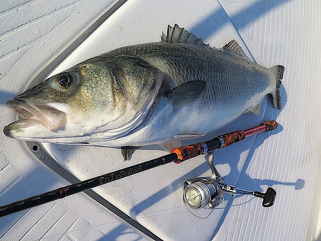 포항 선상낚시 가이드