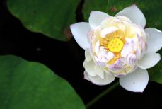 신한생명 무료운세