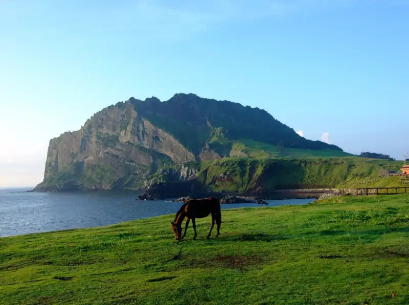 제주항공권-팁-알아보고-여행하는-제주도의-바다와-말의-모습