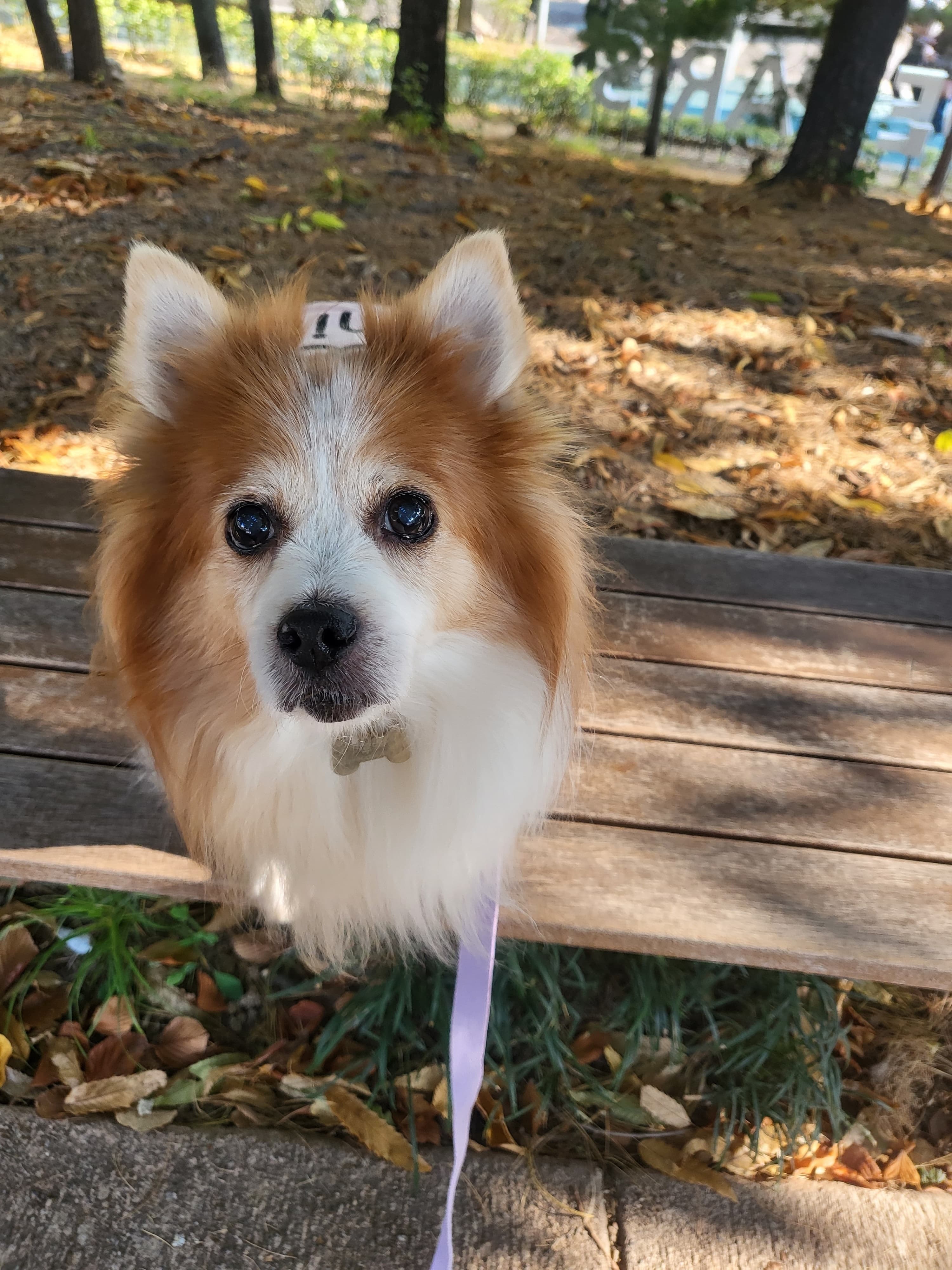 강아지 림프종, 알아야 할 증상과 대처법