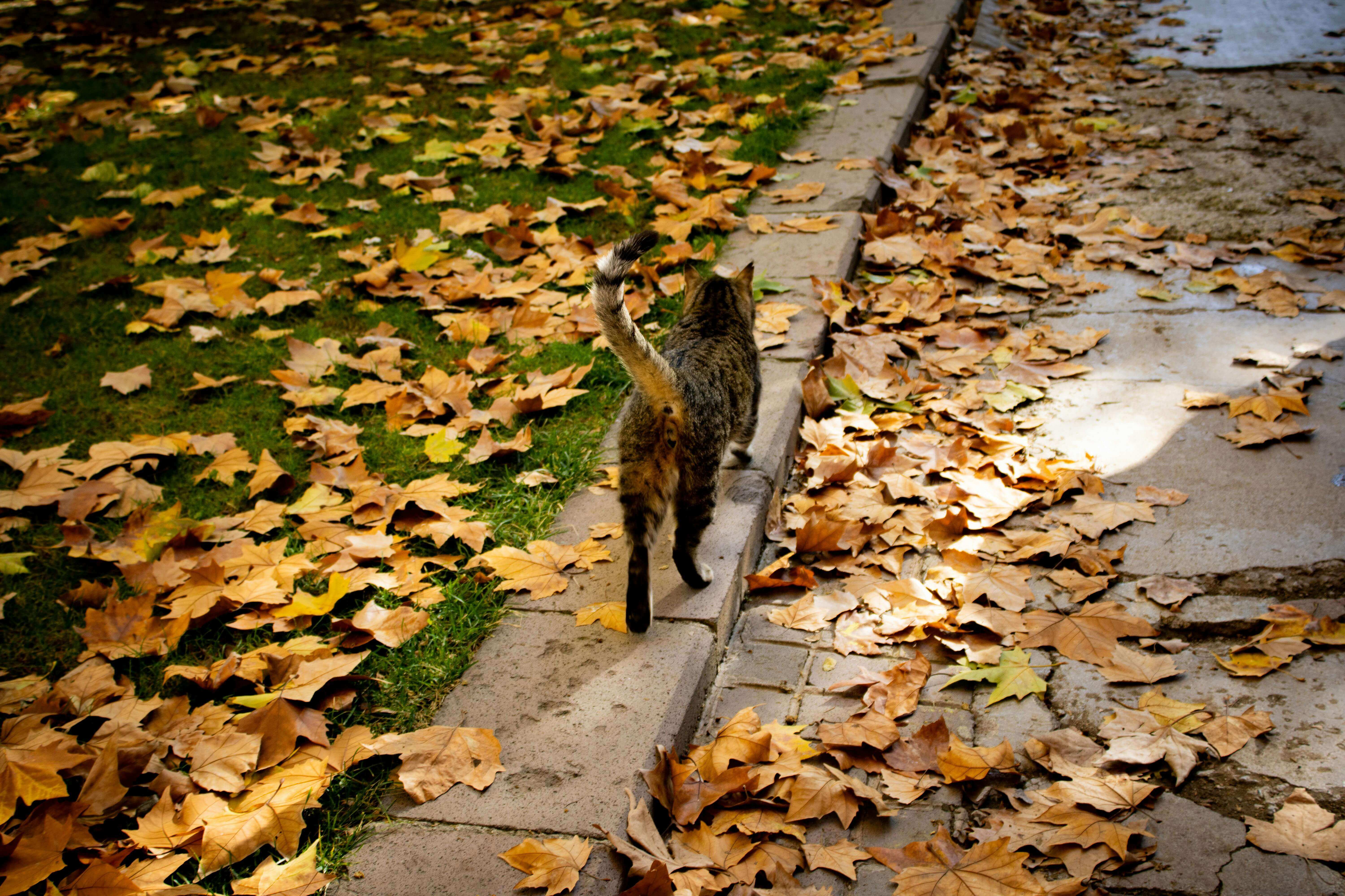 카메라 트랩에 포착된 한국 야생 고양이 삵의 실제 모습