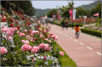 2025 삼척 장미공원 장미축제 일정, 주차, 볼거리