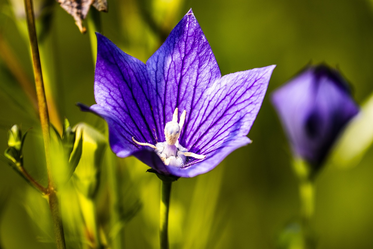 고양이에게 안전한 식물 vs. 위험한 식물