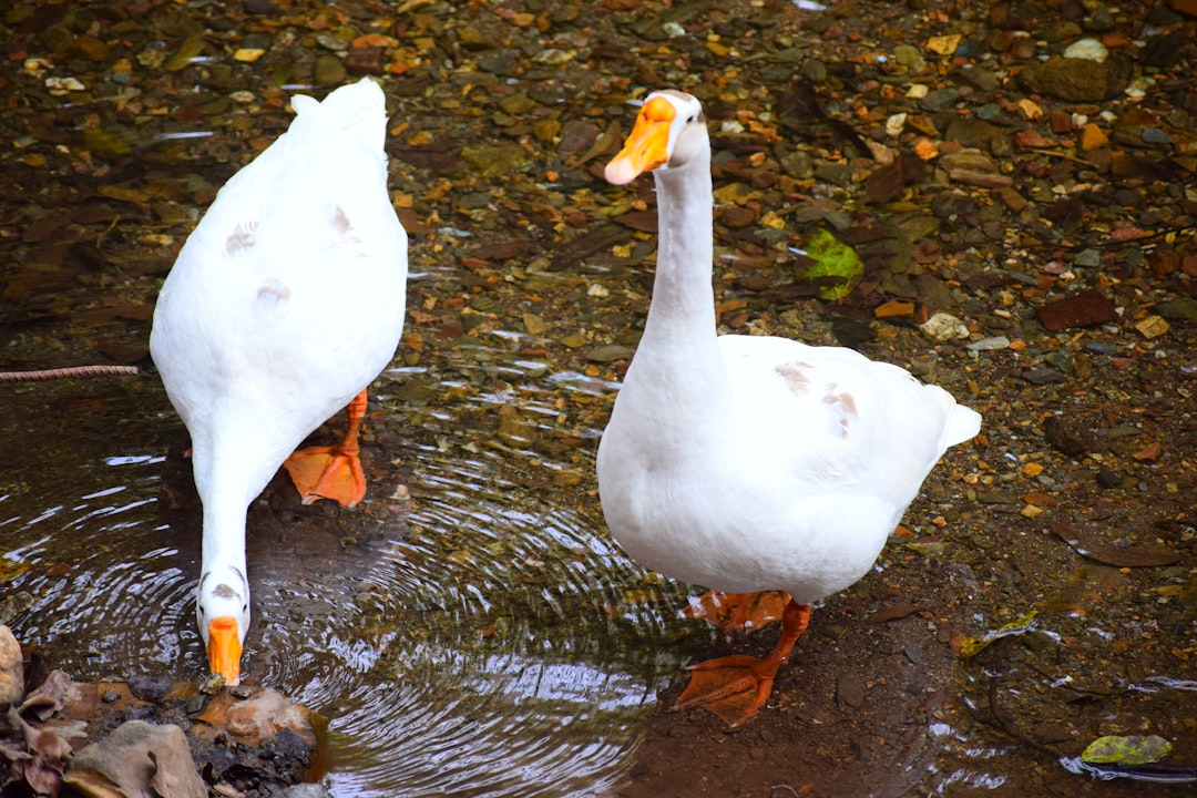 Duck.